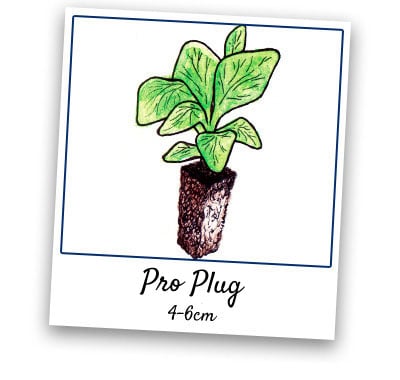 Pro Plug Plants
