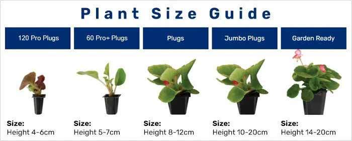 Plant Size Guide