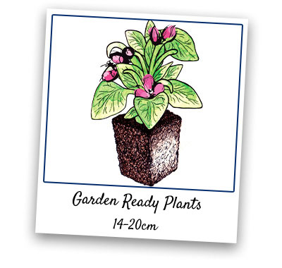 Garden Ready Plants