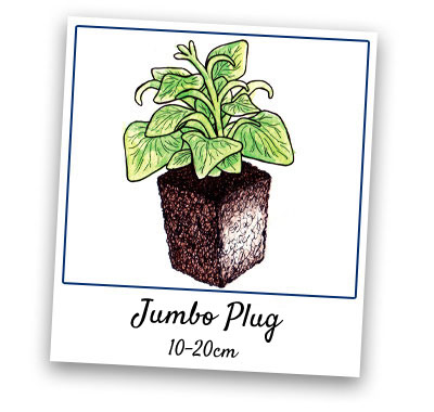 Jumbo Plug Plants