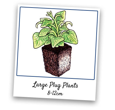 Large Plug Plants