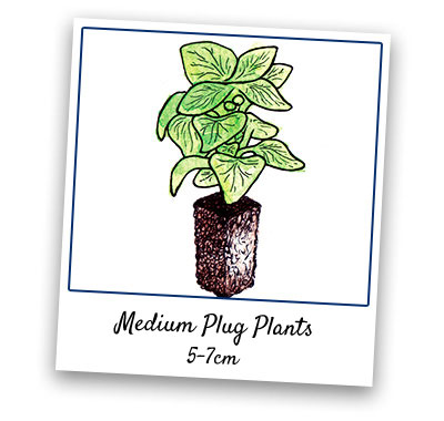 Medium Plug Plants