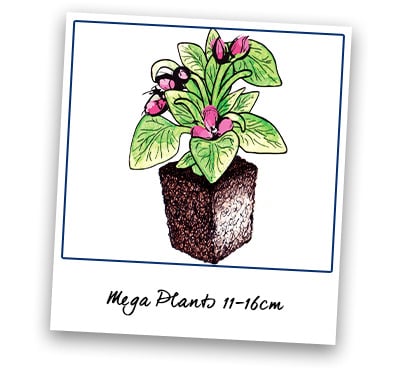 Mega Plants