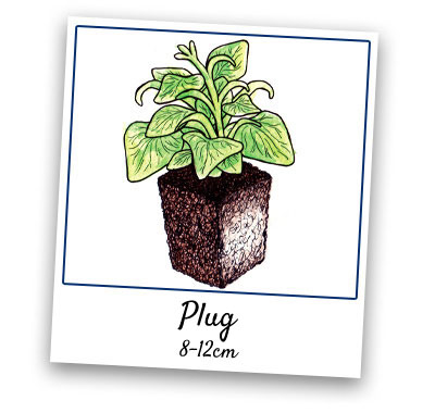 Plug Plants