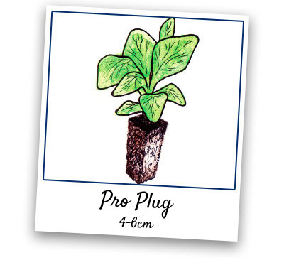 Pro Plug Plants