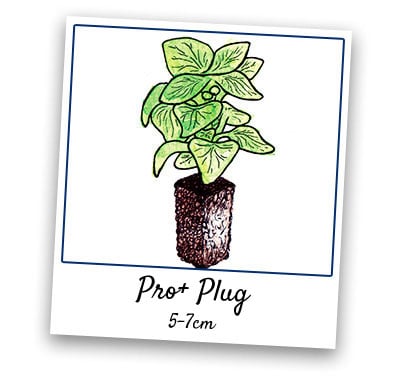Pro+ Plug Plants