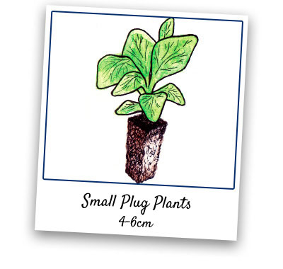 Small Plug Plants