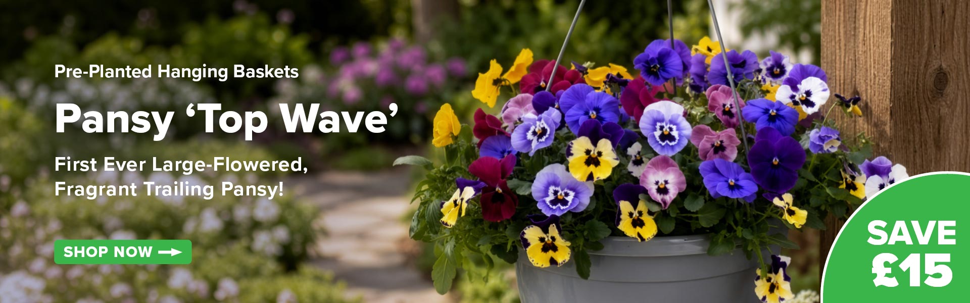 Pansy 'Top Wave'