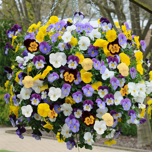 Hanging Baskets
