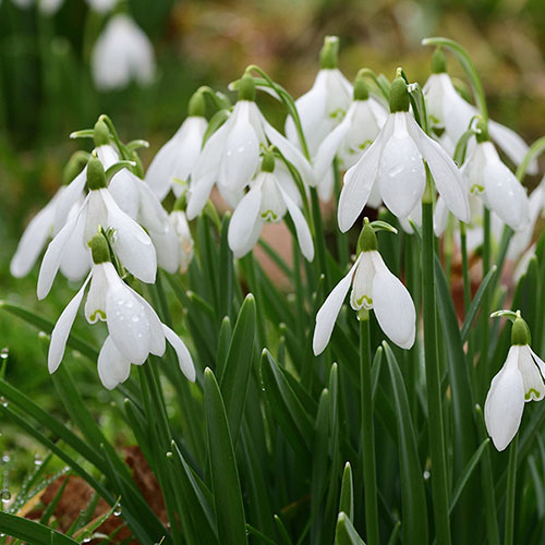 Spring Bulbs