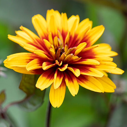 Perennial Plants