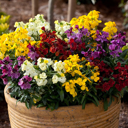 Autumn Bedding Plants