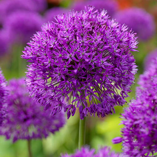 Perennials