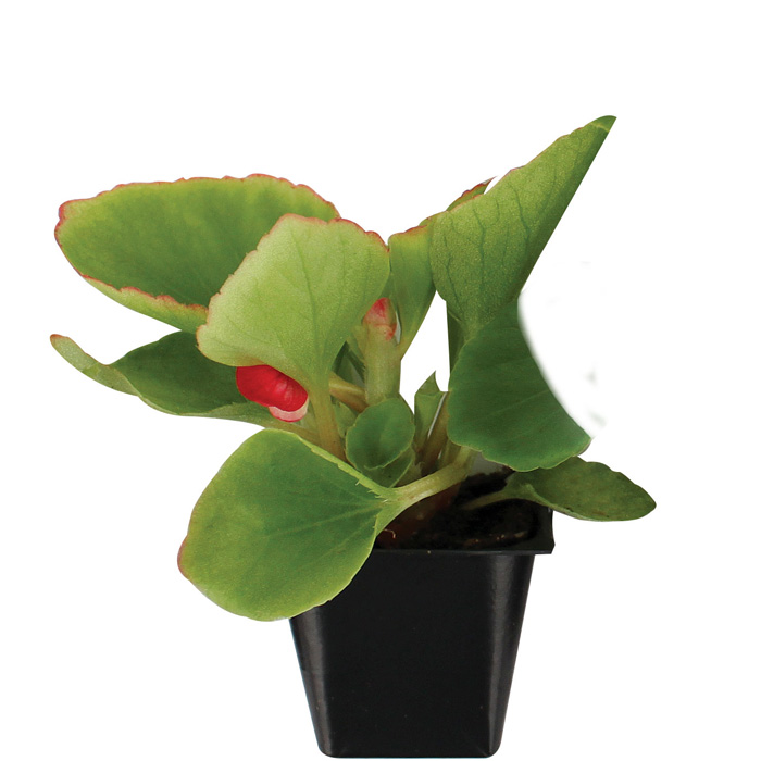 Begonia Sahara plug x 24 Gardening Direct