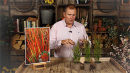 Imperata Red Baron - Blood Grass